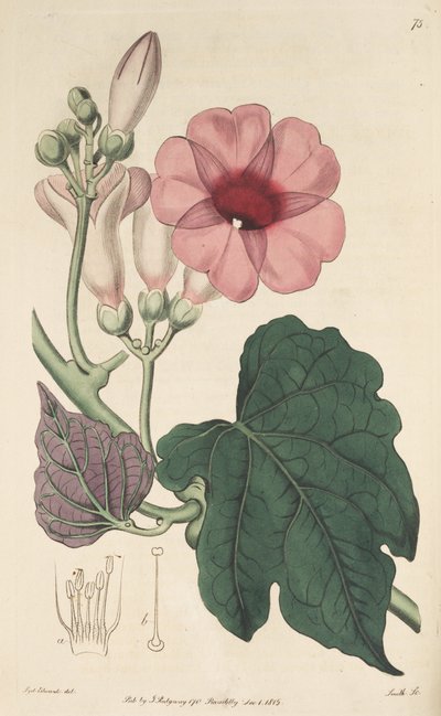 Ipomoea mauritiana von Ker Gawler